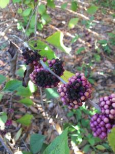 Beautyberry rotting